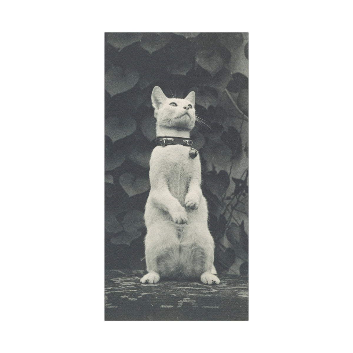 Vintage Standing Cat Matte Canvas Print — Stretched Wall Art